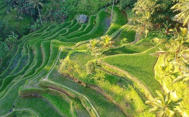 Harvest from the Beautiful Island of Bali - Trident Coffee Roasters, LLC